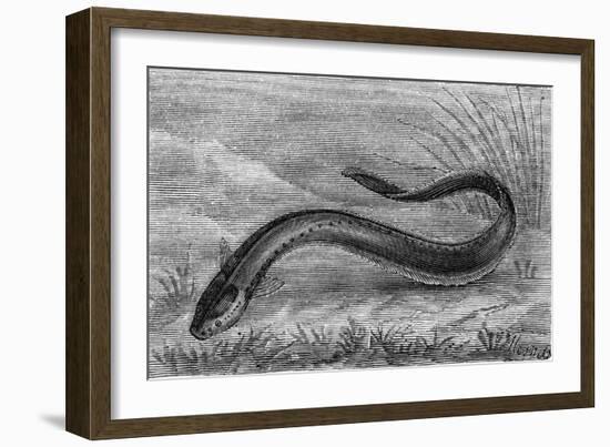 The Electric Eel-null-Framed Art Print