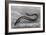 The Electric Eel-null-Framed Art Print