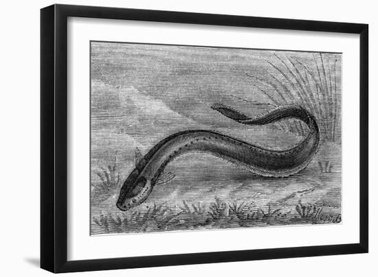 The Electric Eel-null-Framed Art Print