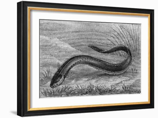 The Electric Eel-null-Framed Art Print