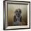 The Elegant Afghan Hound-Jai Johnson-Framed Giclee Print