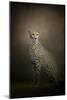 The Elegant Cheetah-Jai Johnson-Mounted Giclee Print