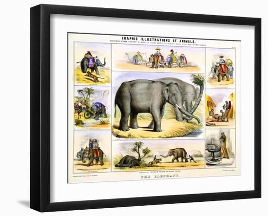 The Elephant, C1850-Benjamin Waterhouse Hawkins-Framed Giclee Print