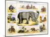 The Elephant, C1850-Benjamin Waterhouse Hawkins-Mounted Giclee Print