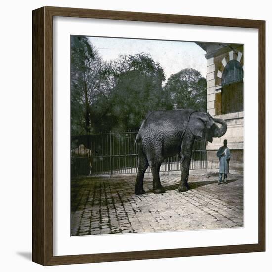 The Elephant in the Jardin Des Plantes, Paris, Circa 1895-1900-Leon, Levy et Fils-Framed Photographic Print