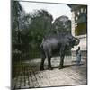 The Elephant in the Jardin Des Plantes, Paris, Circa 1895-1900-Leon, Levy et Fils-Mounted Photographic Print
