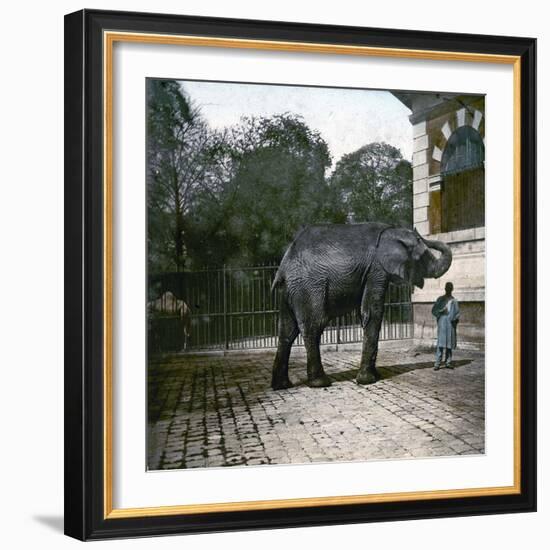 The Elephant in the Jardin Des Plantes, Paris, Circa 1895-1900-Leon, Levy et Fils-Framed Photographic Print