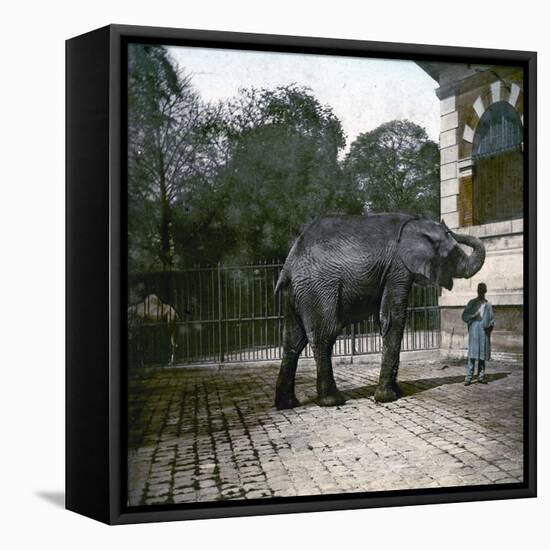 The Elephant in the Jardin Des Plantes, Paris, Circa 1895-1900-Leon, Levy et Fils-Framed Premier Image Canvas