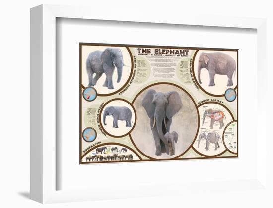 The Elephant-null-Framed Premium Giclee Print