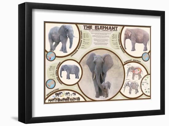 The Elephant-null-Framed Art Print