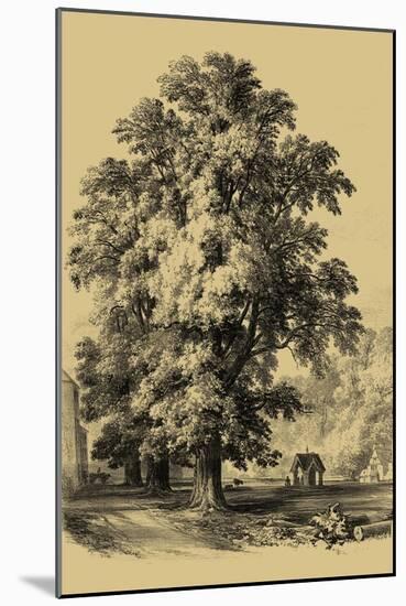 The Elm Tree-Vision Studio-Mounted Art Print