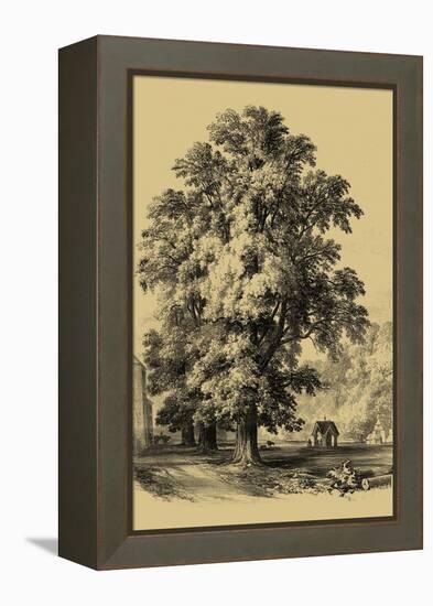 The Elm Tree-Vision Studio-Framed Stretched Canvas