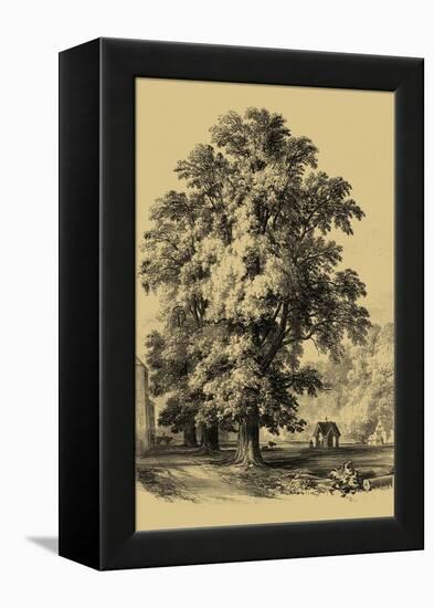 The Elm Tree-Vision Studio-Framed Stretched Canvas