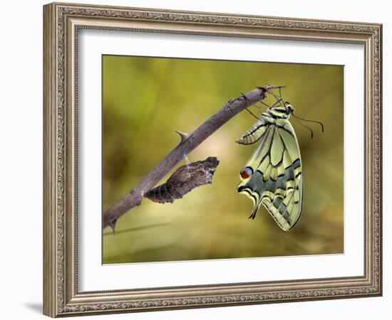 The emergence-Jimmy Hoffman-Framed Photographic Print