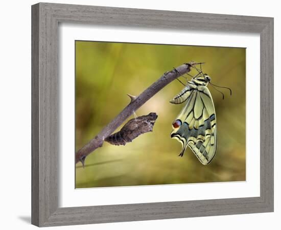 The emergence-Jimmy Hoffman-Framed Photographic Print