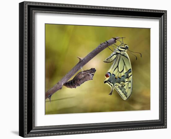The emergence-Jimmy Hoffman-Framed Photographic Print