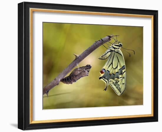 The emergence-Jimmy Hoffman-Framed Photographic Print