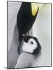 The Emperor Penguin, Atka Bay, Antarctica-Daisy Gilardini-Mounted Photographic Print