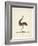 The Emu, 1820-Richard Browne-Framed Giclee Print