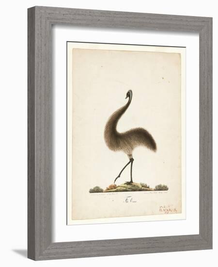 The Emu, 1820-Richard Browne-Framed Giclee Print