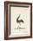 The Emu, 1820-Richard Browne-Framed Giclee Print