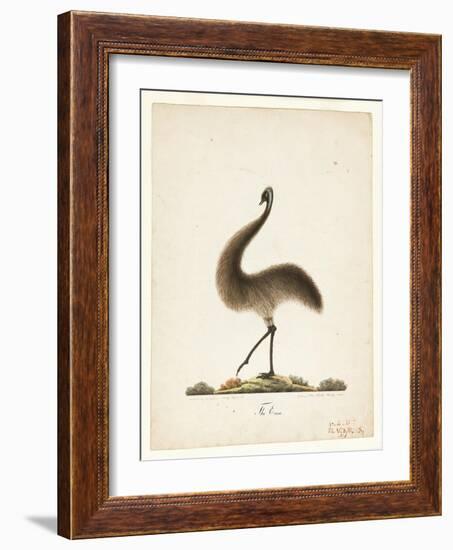 The Emu, 1820-Richard Browne-Framed Giclee Print