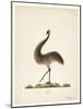 The Emu, 1820-Richard Browne-Mounted Giclee Print