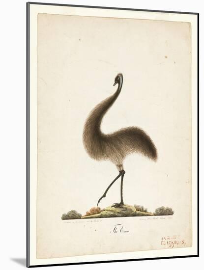 The Emu, 1820-Richard Browne-Mounted Giclee Print