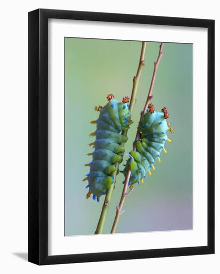 The Encounter-Jimmy Hoffman-Framed Photographic Print