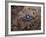 The Enlisted Fleet Marine Force Warfare Specialist Pin-Stocktrek Images-Framed Photographic Print