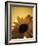 The Environment: Sunflower Sunset Landscape Affected by Colorado Wildfires Near Boulder-Kevin Lange-Framed Photographic Print