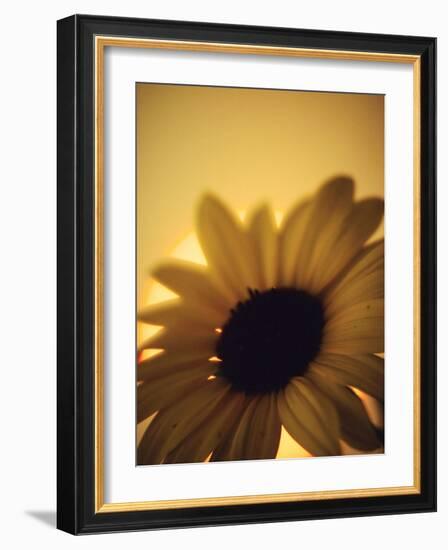 The Environment: Sunflower Sunset Landscape Affected by Colorado Wildfires Near Boulder-Kevin Lange-Framed Photographic Print