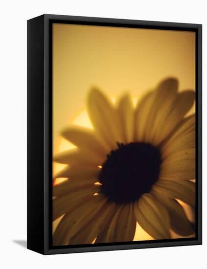 The Environment: Sunflower Sunset Landscape Affected by Colorado Wildfires Near Boulder-Kevin Lange-Framed Premier Image Canvas