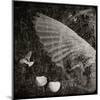 The Equations of Birds-Lydia Marano-Mounted Premium Photographic Print