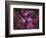 The Eta Carinae Nebula-Stocktrek Images-Framed Photographic Print