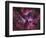 The Eta Carinae Nebula-Stocktrek Images-Framed Photographic Print