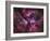 The Eta Carinae Nebula-Stocktrek Images-Framed Photographic Print