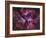 The Eta Carinae Nebula-Stocktrek Images-Framed Photographic Print