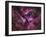 The Eta Carinae Nebula-Stocktrek Images-Framed Photographic Print