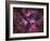 The Eta Carinae Nebula-Stocktrek Images-Framed Photographic Print