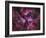 The Eta Carinae Nebula-Stocktrek Images-Framed Photographic Print