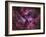 The Eta Carinae Nebula-Stocktrek Images-Framed Photographic Print