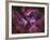 The Eta Carinae Nebula-Stocktrek Images-Framed Photographic Print