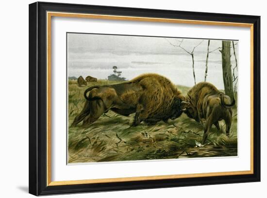 The European Bison-null-Framed Giclee Print