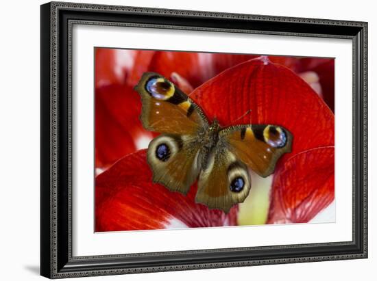 The European Peacock Butterfly, Inachis Io-Darrell Gulin-Framed Photographic Print