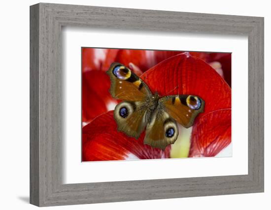 The European Peacock Butterfly, Inachis Io-Darrell Gulin-Framed Photographic Print