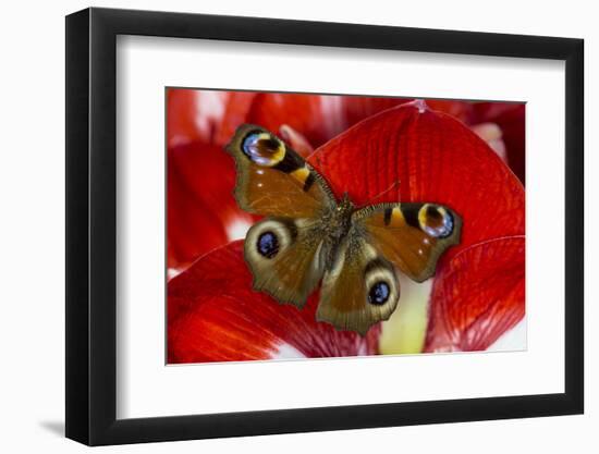 The European Peacock Butterfly, Inachis Io-Darrell Gulin-Framed Photographic Print