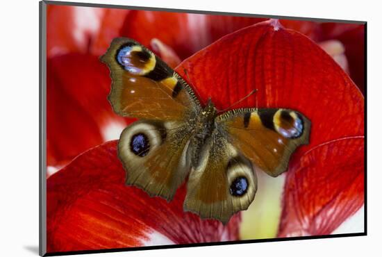 The European Peacock Butterfly, Inachis Io-Darrell Gulin-Mounted Photographic Print