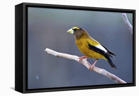 The Evening Grosbeak Is a Passerine Bird in the Finch Family Fringillidae-Richard Wright-Framed Premier Image Canvas