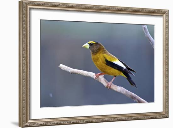 The Evening Grosbeak Is a Passerine Bird in the Finch Family Fringillidae-Richard Wright-Framed Photographic Print